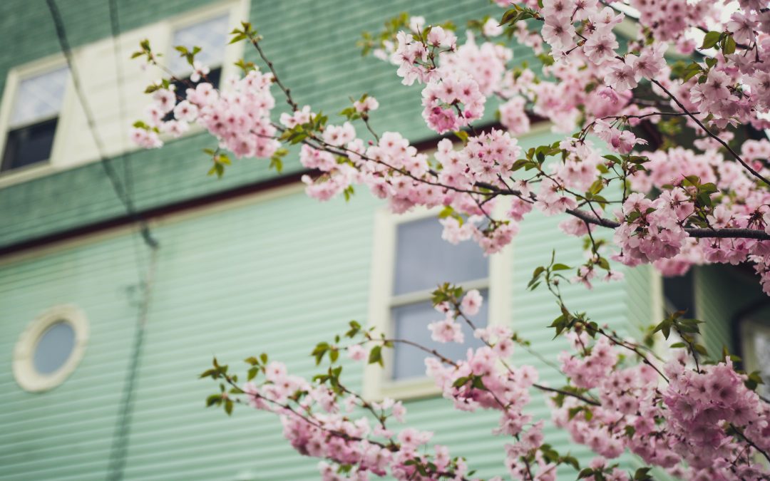 Spring Blossoms in Portland Maine